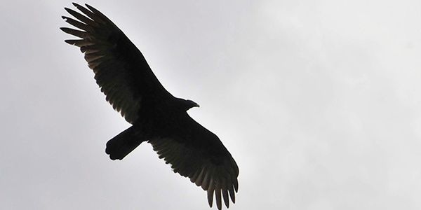 Bird soaring over Gateway Field