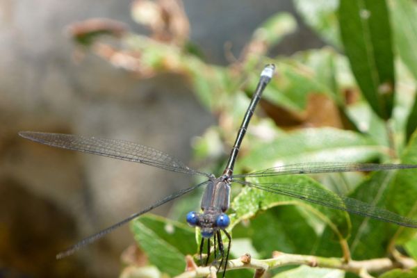 dragonfly-earthaven-ecovillage-nature