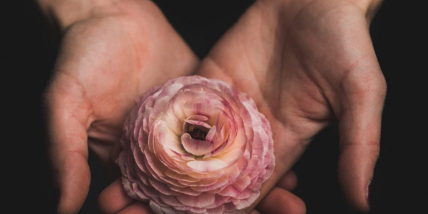 Peony flower in hands