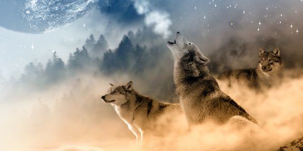 Wolves howling at the moon
