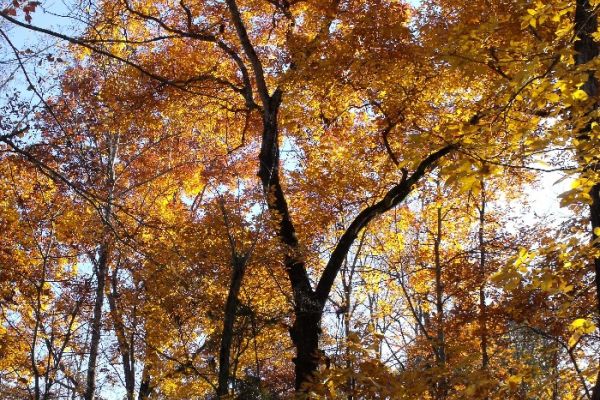 Autumn forest beauty as we took our forest inventory at Earthaven