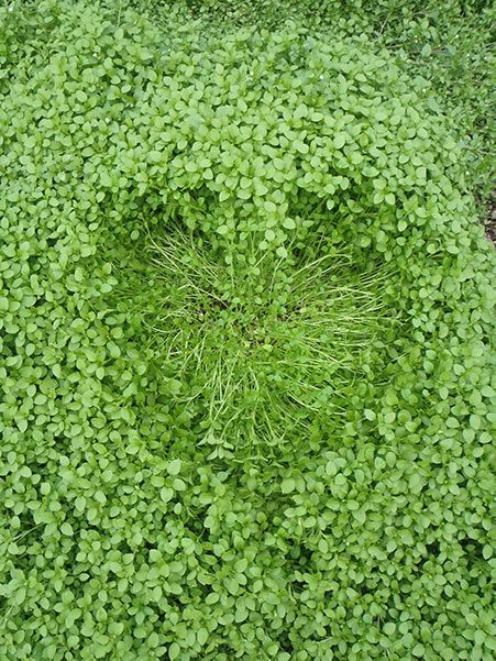 Heart in Cover Crop at Earthaven Ecovillage
