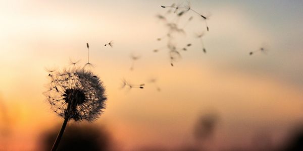 Dandelion at sunset