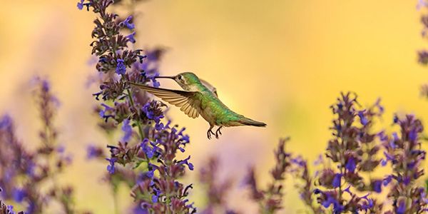 Hummingbird with purple flowers