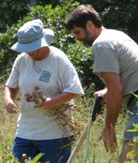 Debbie and Steve digging up garlic