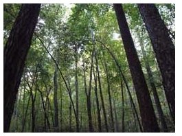 Sustainable Forestry at Earthaven Ecovillage