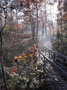 a footbridge through the sustainably managed forest at Earthaven