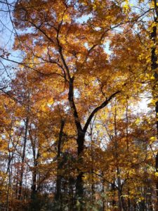Autumn forest beauty as we took our forest inventory at Earthaven