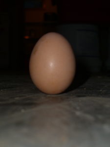 egg at equinox