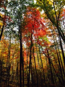 Fall Foliage at Earthaven