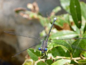 dragonfly-earthaven-ecovillage-nature