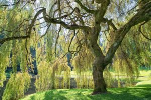 weeping-willow-ecovillage-children-are-the-fruit